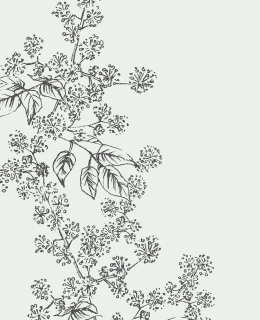 山野草モチーフ：ウドの花|mocolier