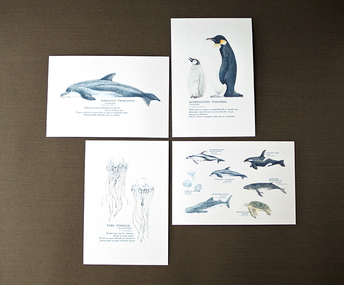 画像（海の生き物のポストカード4種セット）
