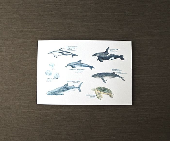 画像（海の生き物たちのポストカード）