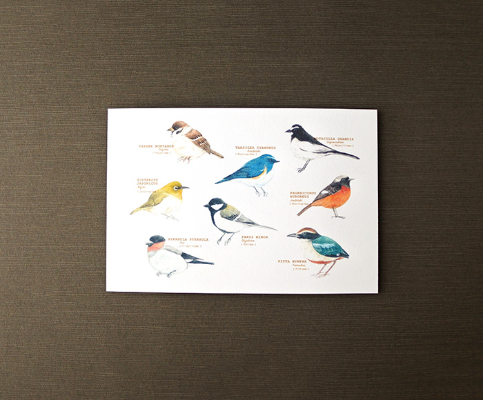 画像（野鳥たちのポストカード）