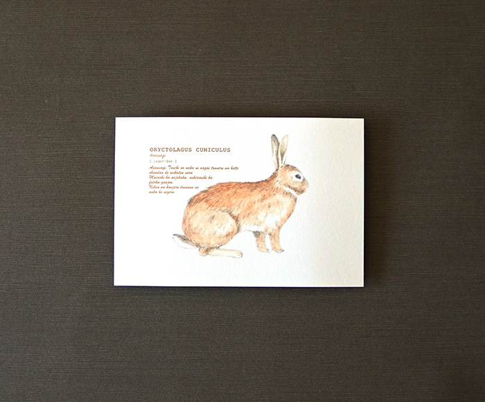 画像（アナウサギのポストカード）